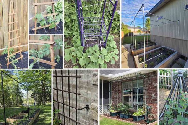 DIY Trellis Ideas