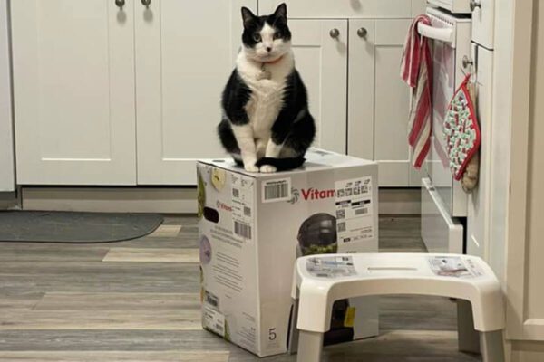 Cat in a Blender